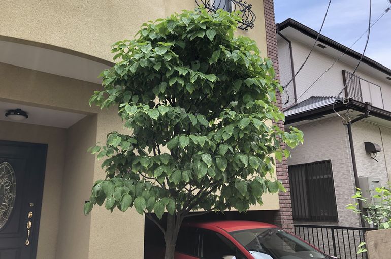 朝霞市にてハナミズキの剪定です
