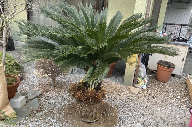 鉢植えされたソテツをお庭へ植え替えです