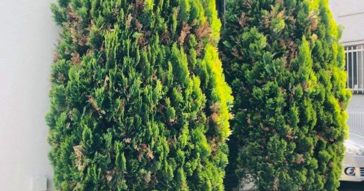 朝霞市にて コニファーの剪定を行いました